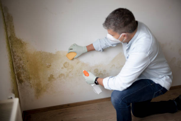 Best Indoor Air Quality Assessment  in Blue Ridge, GA